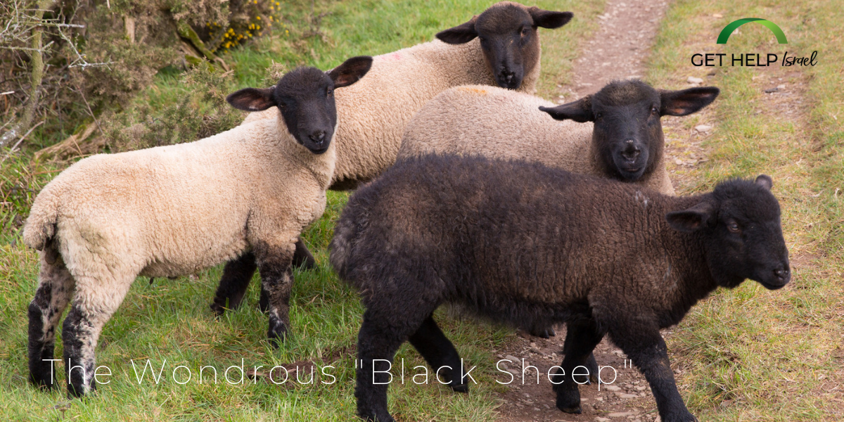 The Black Sheep